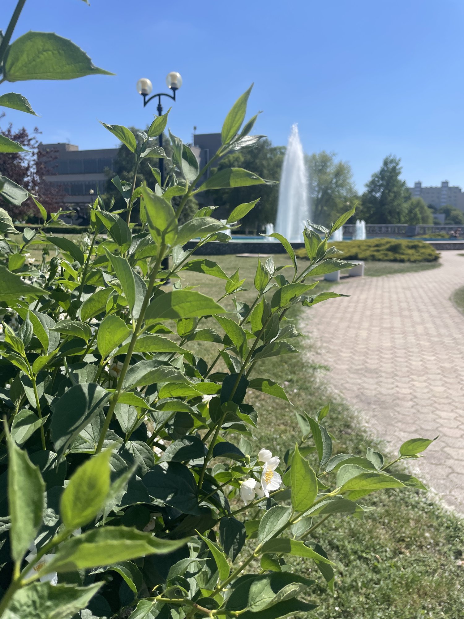 Zöld park és szökőkút a Bella Vita Home közelében